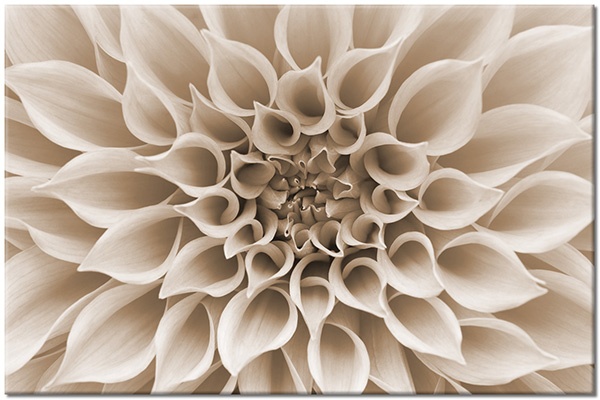 tableau sur toile, dahlias, fleurs, petales, rose, rouge