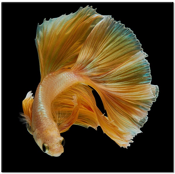 tableau sur toile, animaux, betta, jaune, marron, noir, oiseaux-poissons-insectes, orange, poissons