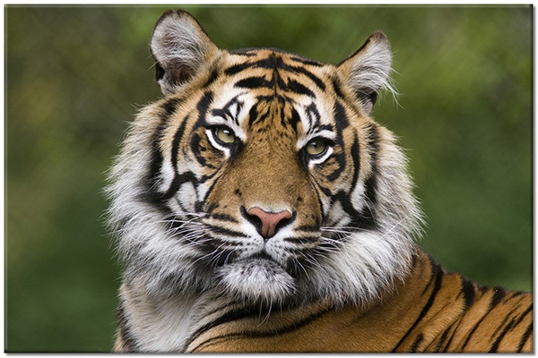 tableau sur toile, animaux, animaux-sauvages, blanc, gris, marron, noir, orange, portraits, tigres, vert