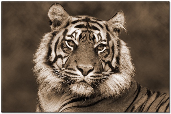 tableau sur toile, animaux, animaux-sauvages, blanc, gris, marron, noir, orange, portraits, tigres, vert