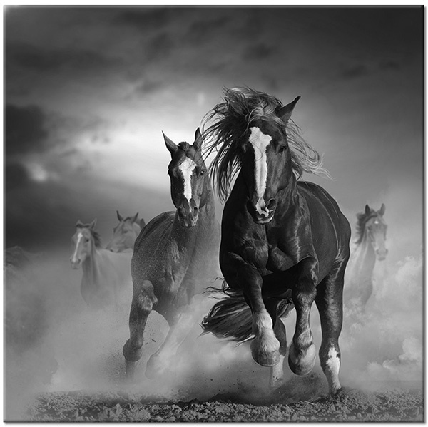 tableau sur toile, animaux, blanc, chevaux, marron, orange