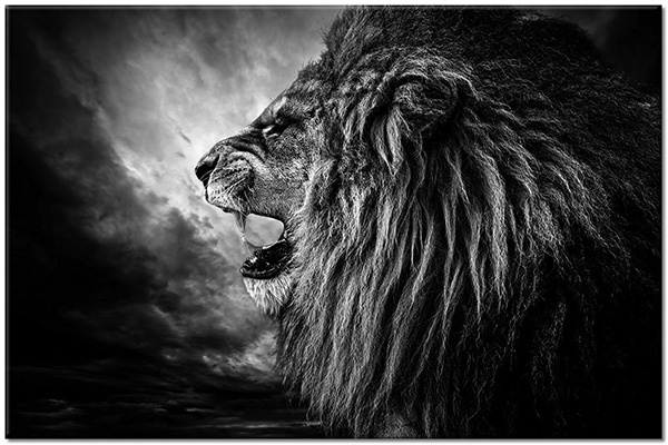tableau sur toile, animaux, animaux-sauvages, gris, lions, marron, noir, sepia