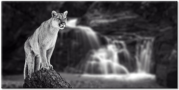tableau sur toile, animaux, animaux-sauvages, blanc, gris, noir, noir-et-blanc