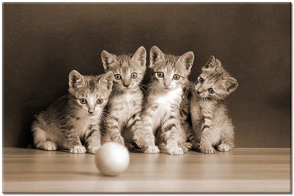 tableau sur toile, animaux, bleu, chats, chiens-chats, drole, jaune, marron