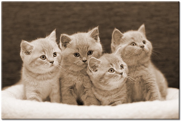 tableau sur toile, animaux, beige, blanc, chats, chiens-chats, drole, gris, marron, orange