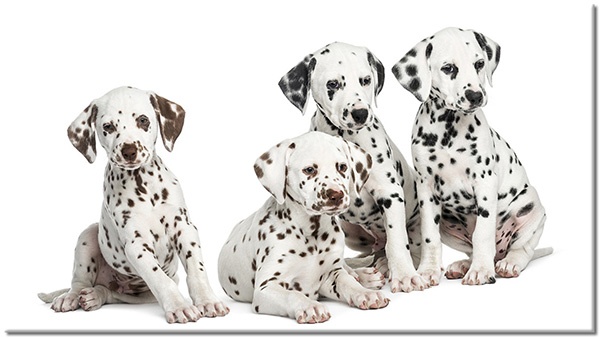 tableau sur toile, animaux, blanc, chiens-chats, gris, marron, noir, noir-et-blanc