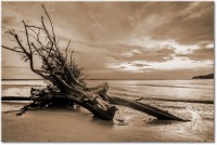Version: sepia