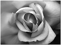 Version: noir-et-blanc