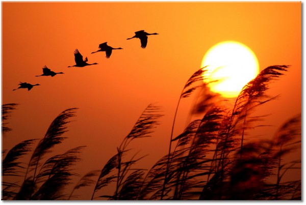 tableau sur toile, animaux, autres-paysages, coucher-soleil, grues, herbe, jaune, marron, noir, oiseaux-poissons-insectes, orange, paysages, sepia, silhouettes, soleil, vol