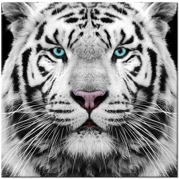 tableau sur toile, animaux, animaux-sauvages, blanc, bleu, cyan, gris, noir, tigres, yeux