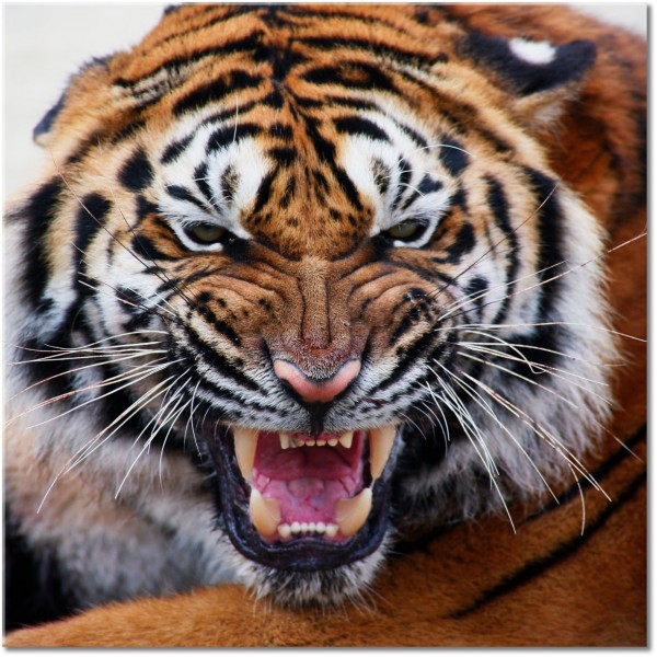 tableau sur toile, animaux, animaux-sauvages, marron, noir, orange, tigres