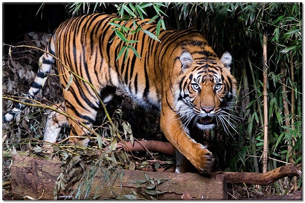 tableau sur toile, animaux, animaux-sauvages, jungle, marron, orange, tigres, vert