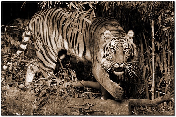 tableau sur toile, animaux, animaux-sauvages, jungle, marron, orange, tigres, vert
