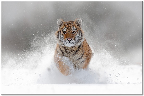 tableau sur toile, animaux, animaux-sauvages, blanc, gris, marron, neige, orange, tigres