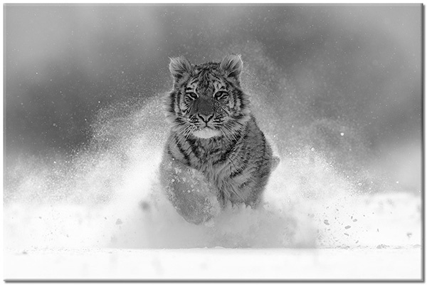 tableau sur toile, animaux, animaux-sauvages, blanc, gris, marron, neige, orange, tigres