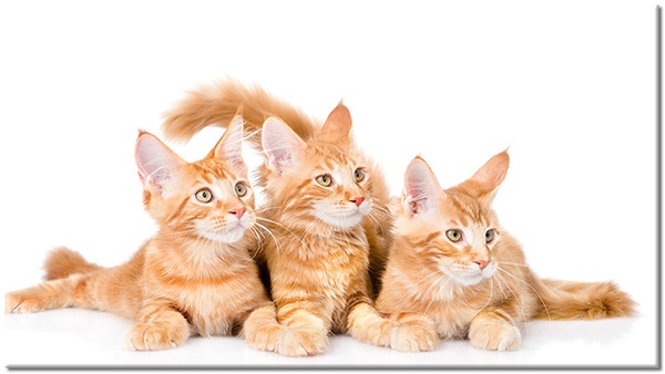 tableau sur toile, animaux, blanc, chiens-chats, marron, orange
