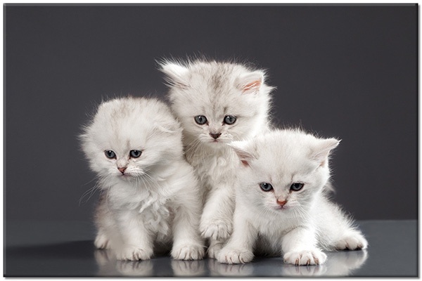 tableau sur toile, animaux, blanc, chiens-chats, gris