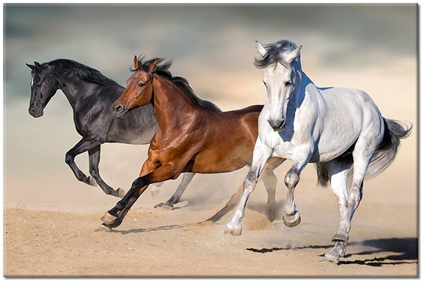 tableau sur toile, animaux, beige, blanc, chevaux, gris, marron, noir