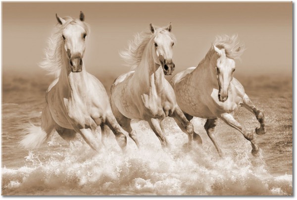 tableau sur toile, animaux, blanc, bleu, chevaux, gris, mer