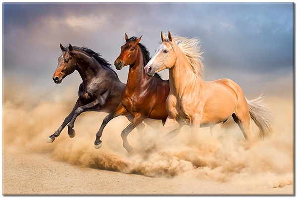tableau sur toile, animaux, beige, bleu, chevaux, marron, noir, sable