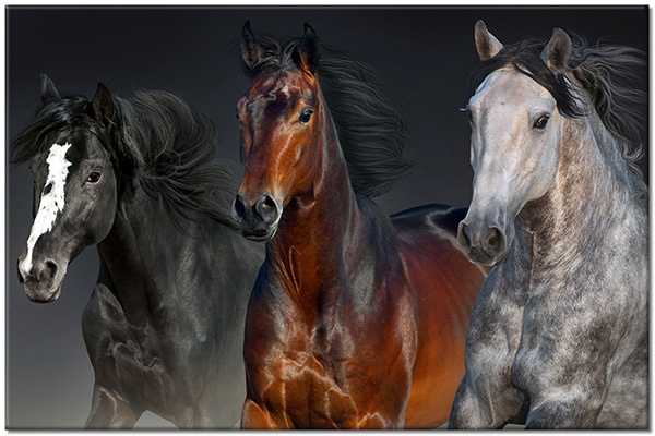 tableau sur toile, animaux, beige, blanc, chevaux, gris, marron, noir, orange