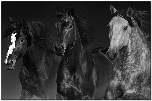 tableau sur toile, animaux, beige, blanc, chevaux, gris, marron, noir, orange