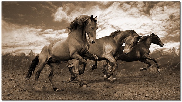 tableau sur toile, animaux, blanc, bleu, chevaux, gris, marron