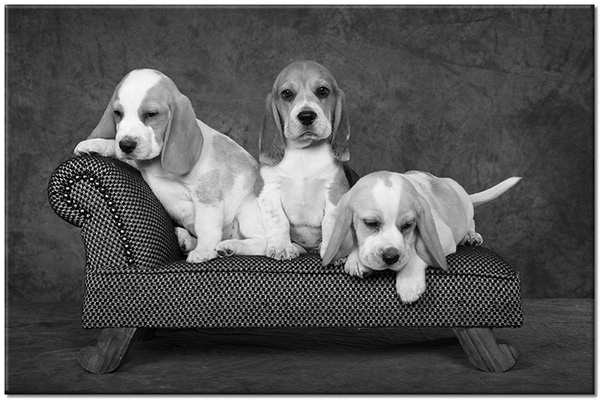 tableau sur toile, animaux, beagle, blanc, chiens, chiens-chats, drole, marron, orange