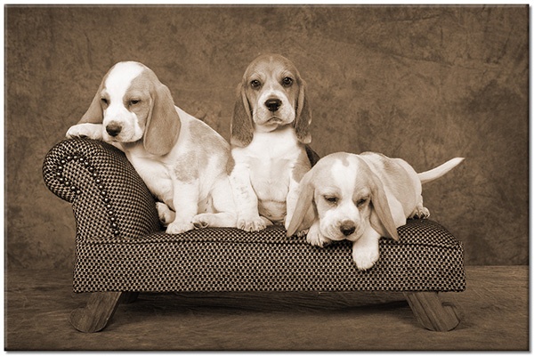 tableau sur toile, animaux, beagle, blanc, chiens, chiens-chats, drole, marron, orange