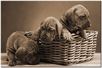 Version: sepia