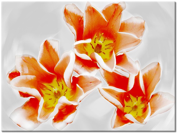tableau sur toile, abstrait-fantaisie, blanc, fleurs, gris, orange, rouge