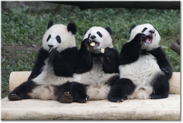 tableau sur toile, animaux, animaux-sauvages, beige, blanc, drole, gris, noir, noir-et-blanc, ourses, panda
