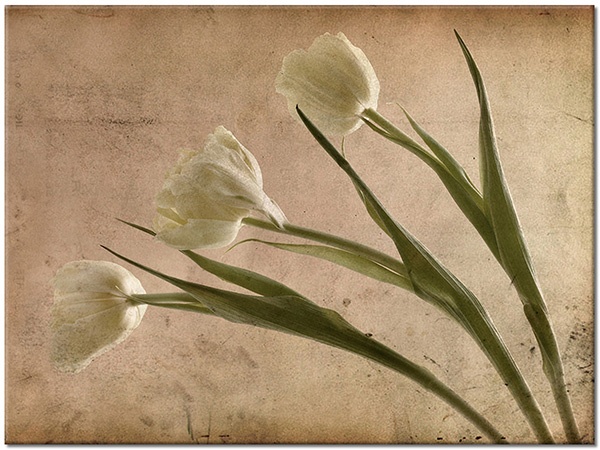 tableau sur toile, beige, blanc, fleurs, marron, rose, tulipes, vert, vintage