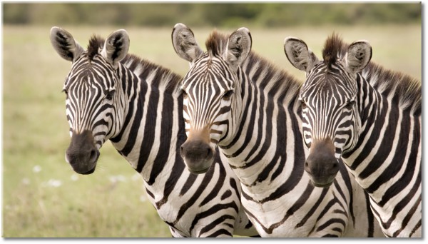 tableau sur toile, animaux, animaux-sauvages, drole, girafe