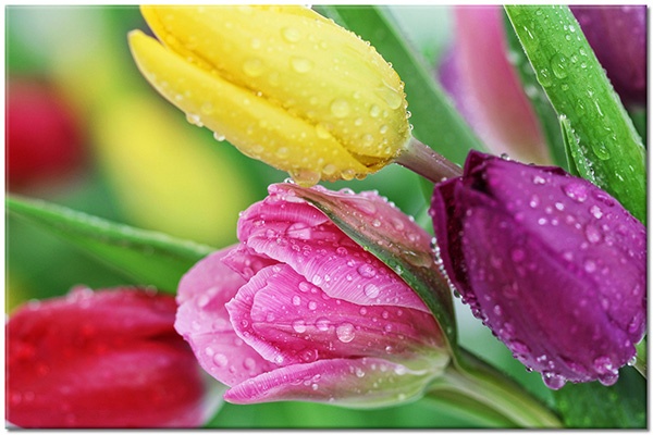 tableau sur toile, fleurs, jaune, rosee, rouge, tulipes, vert, violet