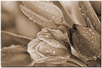 Version: sepia