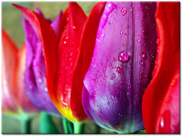 tableau sur toile, fleurs, rouge, vert, violet
