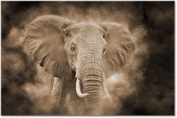 tableau sur toile, animaux, animaux-sauvages, elephants, marron, noir, orange