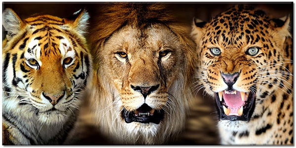 tableau sur toile, animaux, animaux-sauvages, blanc, marron, noir, orange